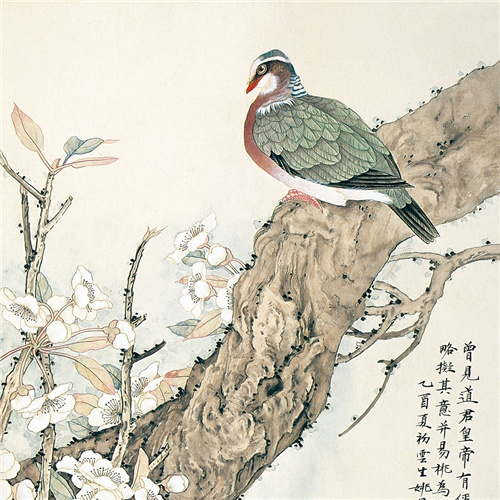 绿鸠梨花